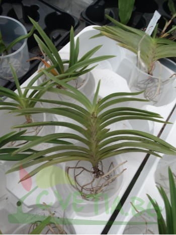 Ванда (Vanda cherry blossom)
